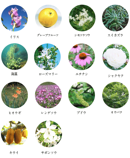 14種類の植物