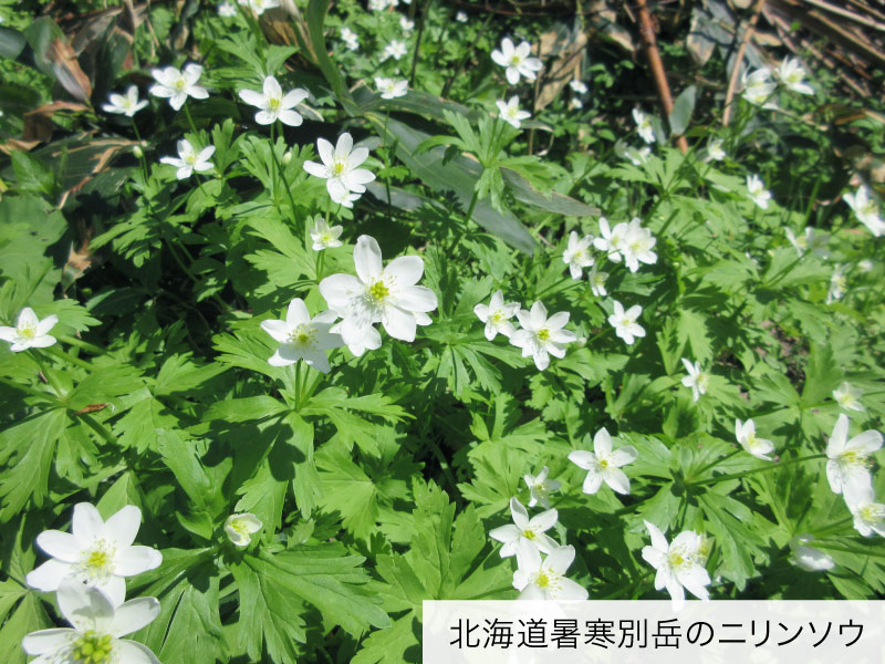 北海道暑寒別岳のニリンソウ