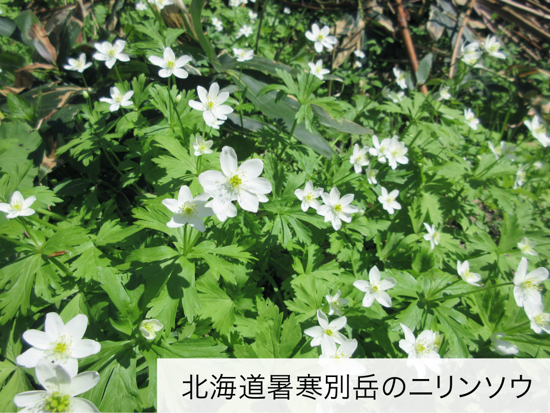 北海道暑寒別岳のニリンソウ
