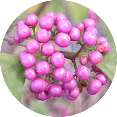 ムラサキシキブ