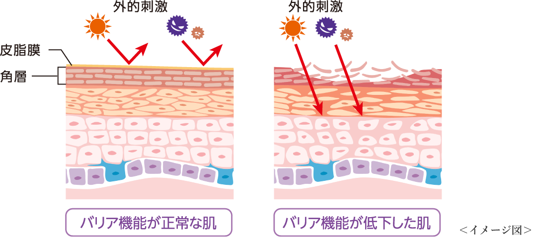 肌イメージ図