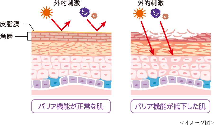 肌イメージ図