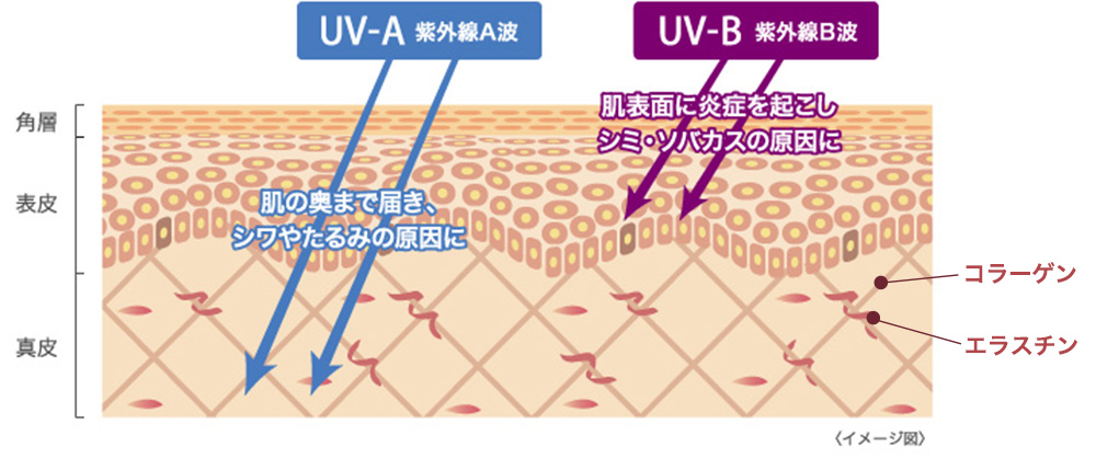 紫外線と肌