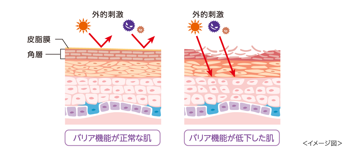 外的刺激と肌のバリア機能イメージ図