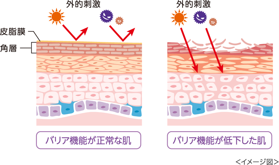 外的刺激と肌のバリア機能イメージ図