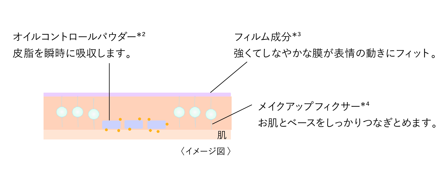 肌の断面図